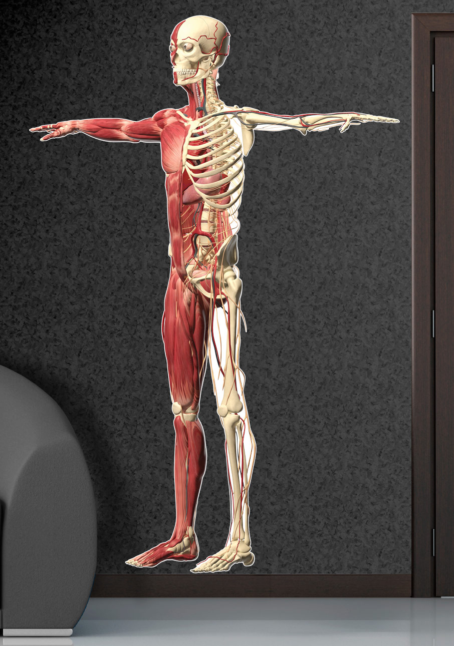 Split Skeleton with Muscles Front View