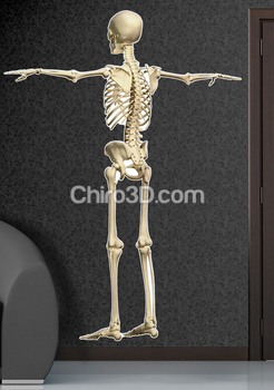 Skeleton Back View