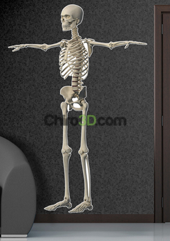 Skeleton Front View